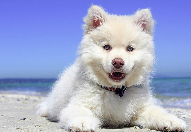 Cute dog posing for the camera